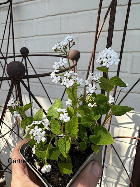 Brunnera macr. „Betty Bowring“ (i.9cmT.)