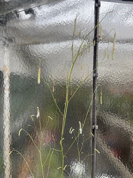 Sanguisorba tenuifolia „Albiflora“ (i.12cmT.), Hoher Wiesenknopf