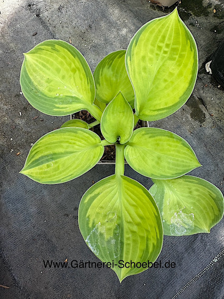 Hosta ´Rainforest Sunrise` Funkie ( i.9cmT.)