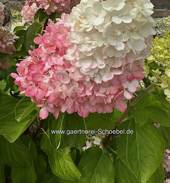 Hydrangea paniculata „Vanille Fraise“® „Renhy“ (i. 2 l T.)„Vanille Fraise“® „Renhy“ (i. 2 l T.), Ris