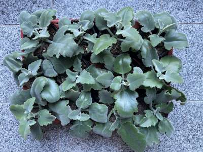 Kalanchoe beharensis (i.9-10cmT.), Elefantenohr - Kalanchoe | Kbelpflanzen  | Duft- und Wandelgrtnerei Schoebel