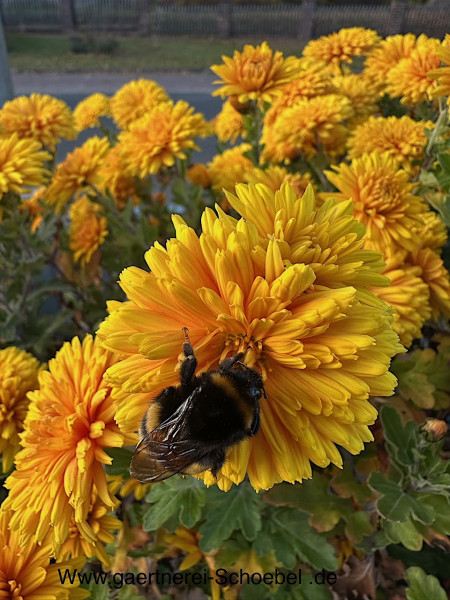 Chrysanthemum x hortorum „ eigelb gefüllt“ (i.12cmT.), Chrysantheme, Winteraster