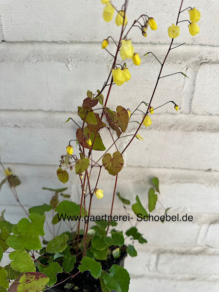 Epimedium x cultorum „Sunny and Share “ (i.9 cmT.), Elfenblume