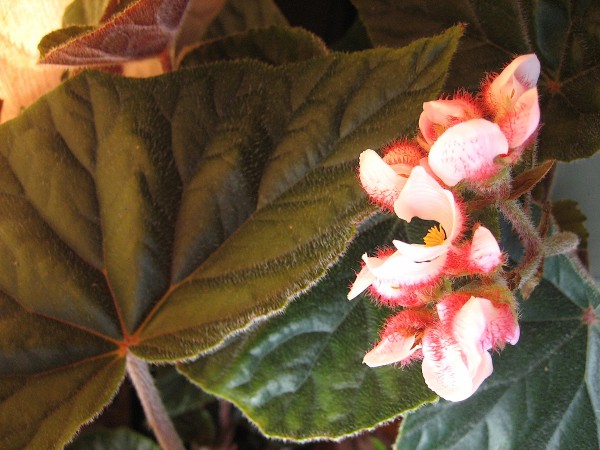 Begonia scharffii (i.12cmT.) Schiefblatt aus Neuseeland importiert
