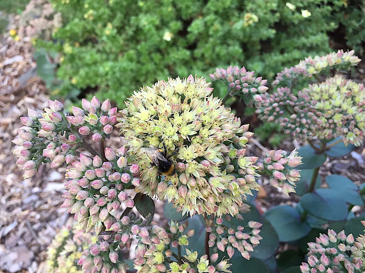 Sedum telephium „Seduction Green Yellow“ (i.14 cmT.), Fette Henne