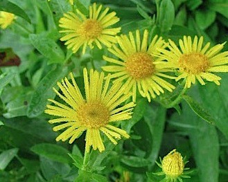 Inula helenium (Heilpflanze) (i.19cmT.) Echter Alant, Grosser Heinrich