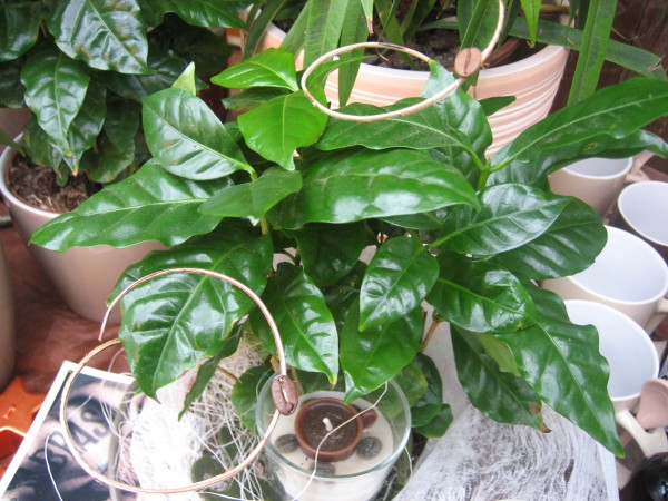 Coffea arabica (13 cm T.) Kaffeestrauch