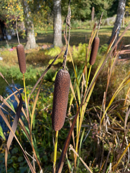 Typha latifolia (i.15 cm T.) Breitblättriger Rohrkolben