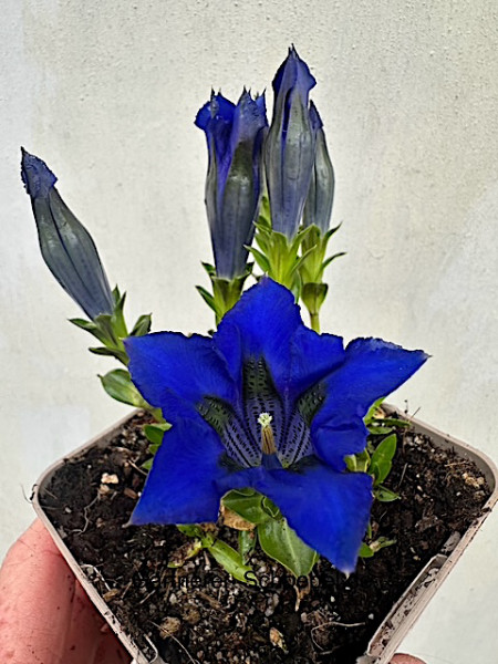 Gentiana acaulis (i.9cm T.) Enzian