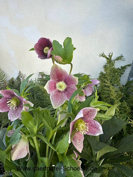 Helleborus „Viv “® (i.17 cmT.)cremeweiss, mit roter Sprenkelung, Christrose