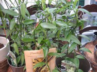 Vanilla planifolia (i.12 cm Topf) Vanille - Orchidee, aus Mexiko, Mittelam. Vanilla planifolia (i.12 cm Topf) Vanille - Orchidee, aus Mexiko, Mittelam.