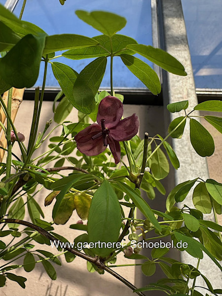 Akebia quinata (i.2lT.) Blaugurkenwein