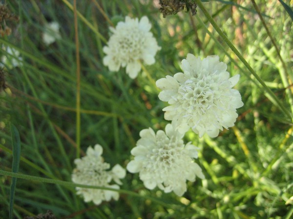 Scabiose ochroleuca (i.9cmT.) Scabiose