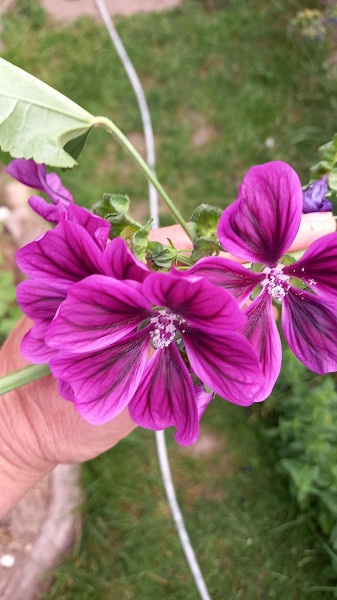 Malva sylvestris ssp. mauretanica (Saatgut), Mauretanische Malve