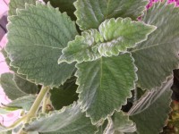 Plectranthus species „Mount Carbine“(i.9cmT.), australisches Zitronenblatt Plectranthus species „Mount Carbine“(i.9cmT.), australisches Zitronenblatt