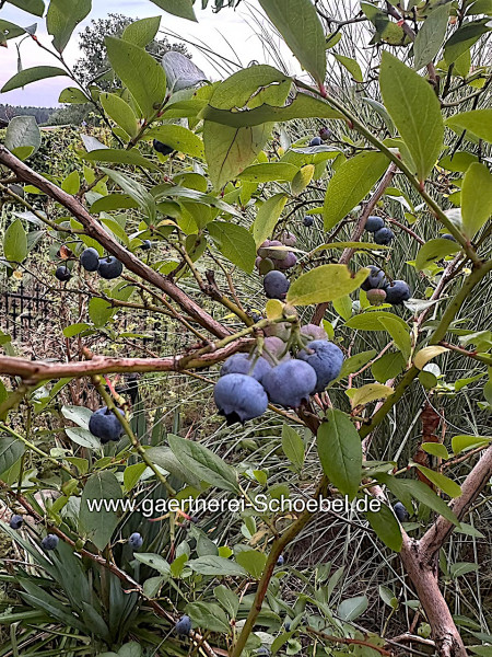 Vaccinium corymbosum "Hortblue-R-" (i.3l T.) Heidelbeere 2x tragend/Jahr