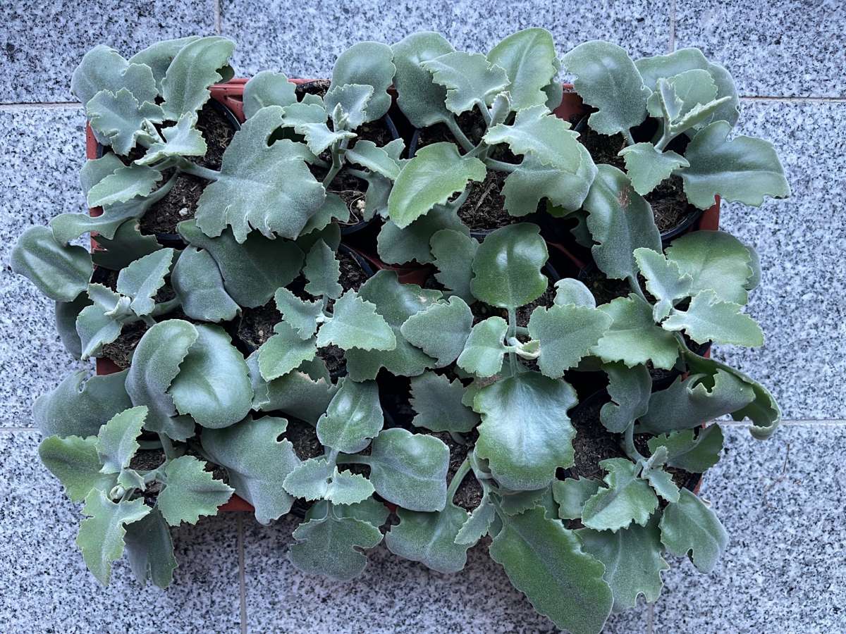 Kalanchoe beharensis (i.9-10cmT.), Elefantenohr - Kalanchoe | Kbelpflanzen  | Duft- und Wandelgrtnerei Schoebel