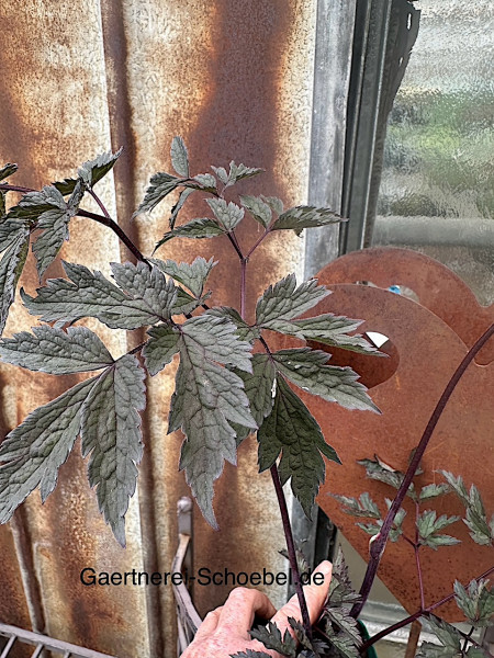 Cimicifuga simplex ´Brunette` (i.11cm Topf) Silberkerze