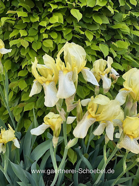 Iris barbata-elatior „Rocke gelb" (i.11cm T.)