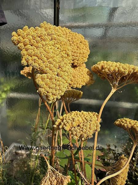 Achillea filipendulina „Cloth of Gold“ (i.17cmT.)