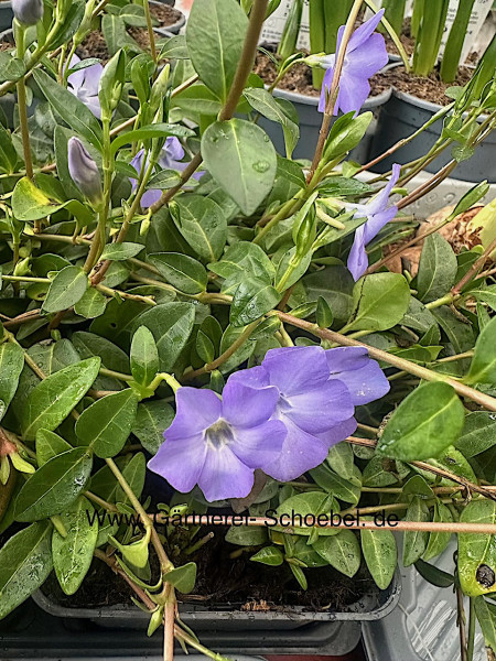 Vinca minor „Bowles“ (i.9cmT.)