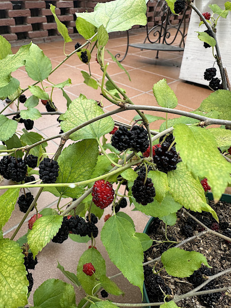 Morus nigra Busch(i.18cm Topf)-jetzt 60-80 schön verzweigt