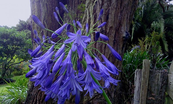 Agapanthus africanus „Black Buddhist“(i.11cmT.)dunkellblau
