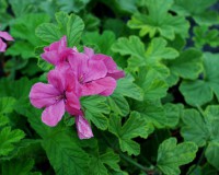 Pelargonium ´Golden Clorinda`(I.10cmT.) Pelargonium ´Golden Clorinda`(I.10cmT.)
