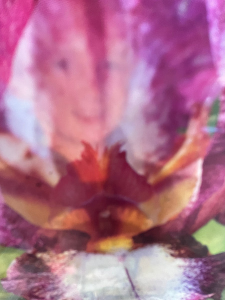 Iris germanica „Crinoline“ (i.12cmT.)
