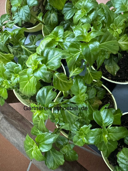 Rungia klossii (i.12 cm Topf) Pilzkraut