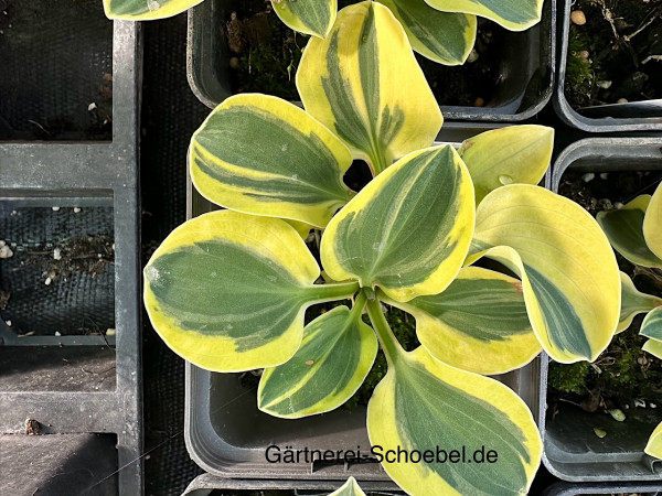 Hosta „Mighty Mouse“ (i.9cmT.), Zwergfunkie