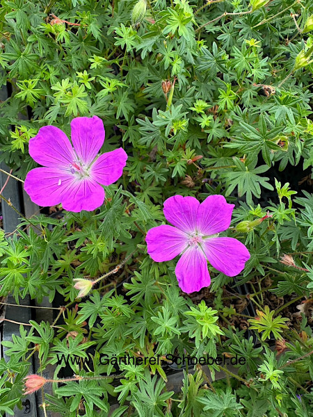 Geranium sanguineum „Ankum`s Pride“ (i.9cmT.), Blut - Storchschnabel