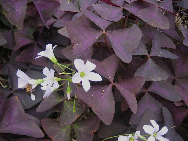 Oxalis triangularis „Mijke“(i. 11cm T.)Stauden