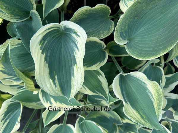 Hosta "Firn Line" (i.9cmT.) Weissrand Funkie