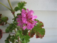 Pelargonium "red curly John" aus Neuseeland (I.10cmT.) Pelargonium "red curly John" aus Neuseeland (I.10cmT.)