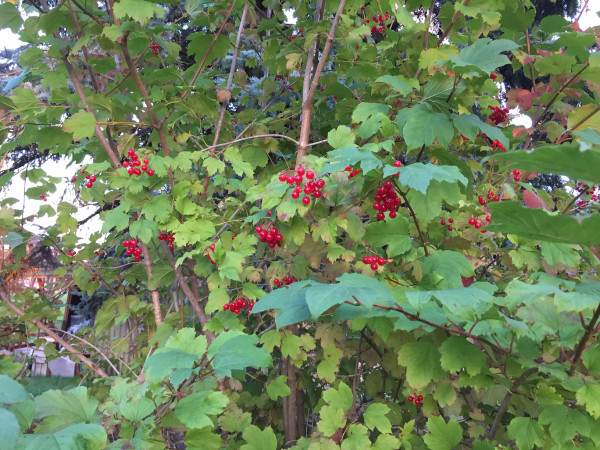 Viburnum opulus „Compactus“ (6l T.) Gemeiner Schneeball