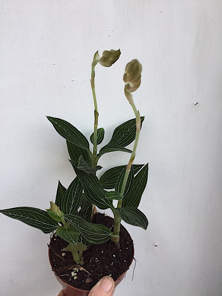 Ludisia discolor „Alba“, Juwelen Orchidee (i.12 cmT.)