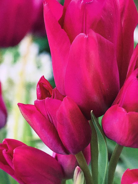 Tulipa „Night Club“ (7 i. Pack), Tulpe, mehrblütig