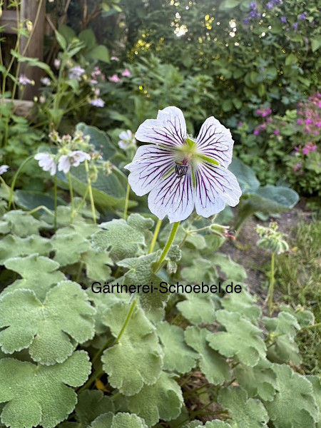 Geranium renardii (i.9cmT.) Storchenschnabel