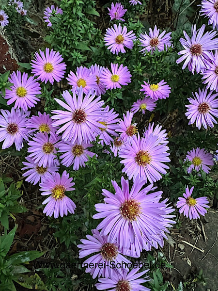 Aster novi belgii „kurze Rocke baby rosa“ (i.12cmT.), Herbst Aster, Glattblatt