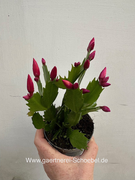 Schlumbergera „kirsch“ (i.10cmT.), Weihnachtskaktus, Blattkaktus