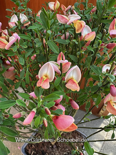 Cytisus scop. „Zeelandia“ (i.13cmT.), Ginster