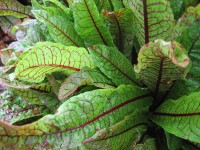 Rumex sang. ssp. sang. ´Bloody Duck` (i.12cmT.) Blutampfer Rumex sang. ssp. sang. ´Bloody Duck` (i.12cmT.) Blutampfer