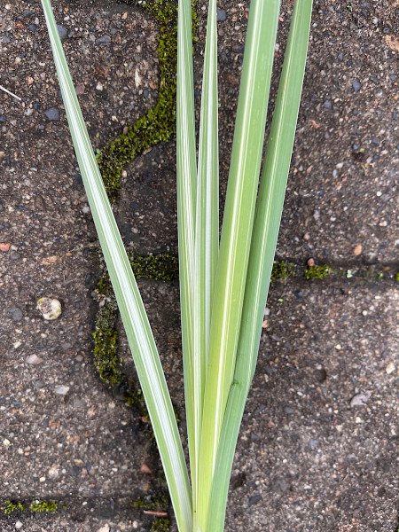 Typha latifolia "Variegata" (i.9cm T.) Rohrkolben, gestreifter