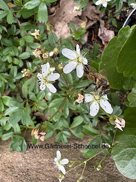 Potentilla tridentata ´Nuuk` (i.9cmT.) Fingerkraut