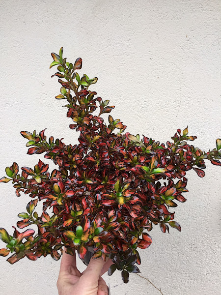 Coprossma verticillata „Red Ruby“ „Rau Kara“® (i.13 cmT.), Rötegewächse aus Neuseeland
