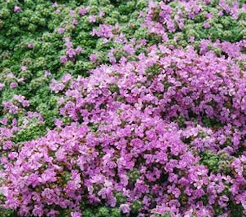 Thymus praecox var. pseudolanuginosus(i.9cmT.) Wolliger Thymian