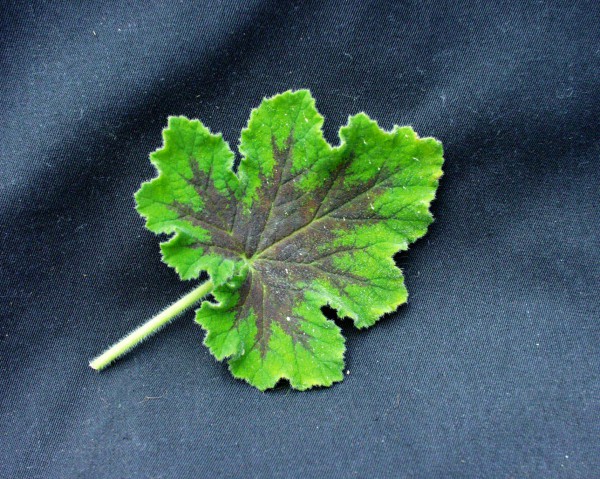 Pelargonium tomentosum ´Chocolate Peppermint`(I.11cmT.)