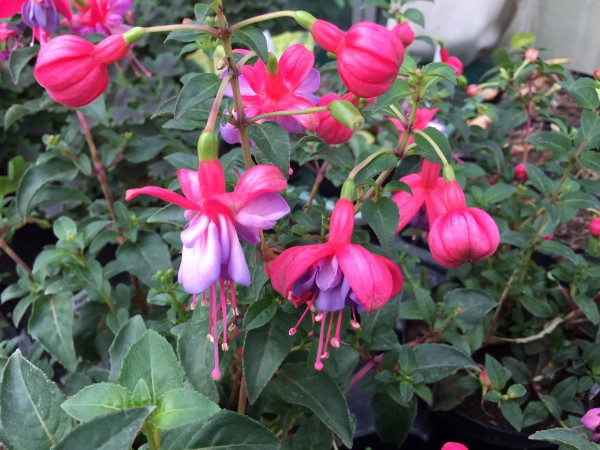 Fuchsia Hybride „Heidi Ann“ (i.13cmT.), Freiland Fuchsie, gefüllt