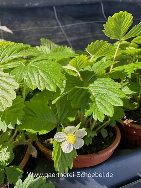 Fragaria vesca var. semperforens „ Walderdbeere“ öftertragend(9,5cmT.)Monatserdbeere